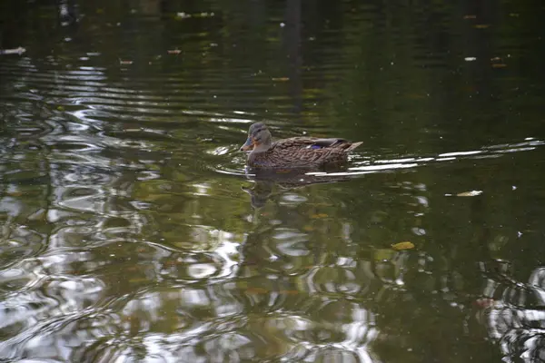 Almanya 'daki gölde yakın çekim fotoğraf ördekleri