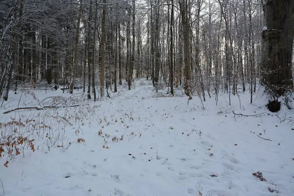 Kar ve ormanla kaplı kış manzarası