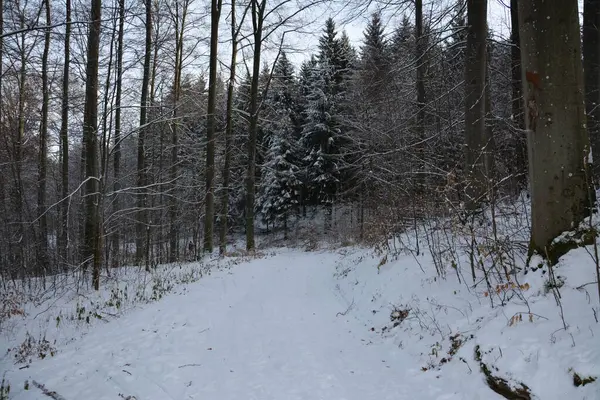 Kar ve ormanla kaplı kış manzarası