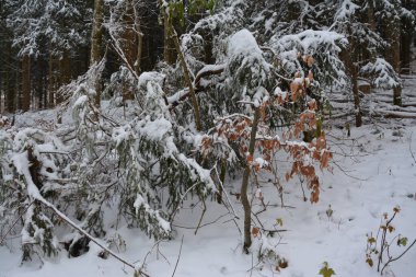 Kar ve ormanla kaplı kış manzarası