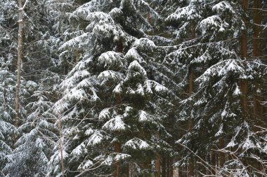 Kar ve ormanla kaplı kış manzarası