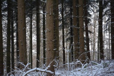 Kar ve ormanla kaplı kış manzarası
