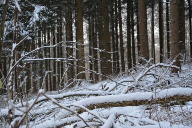 Kar ve ormanla kaplı kış manzarası