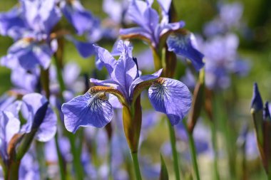 Almanya 'da çiçeklerin makro fotoğrafları