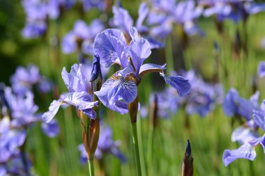 Almanya 'da çiçeklerin makro fotoğrafları