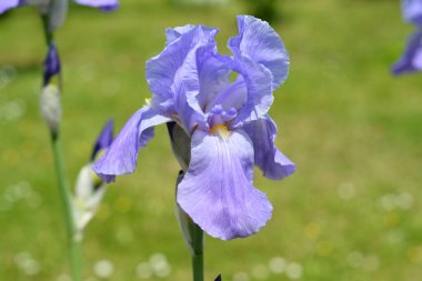 Almanya 'da çiçeklerin makro fotoğrafları
