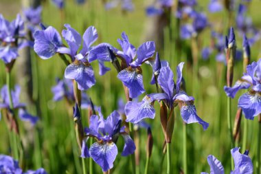Almanya 'da çiçeklerin makro fotoğrafları