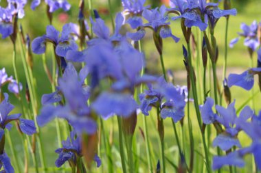 Almanya 'da çiçeklerin makro fotoğrafları