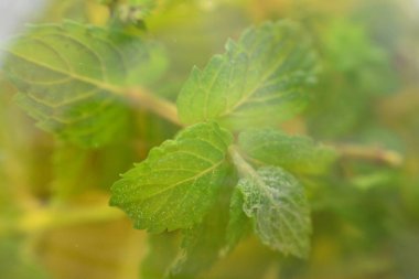 Naneli çayın makro fotoğrafı. 