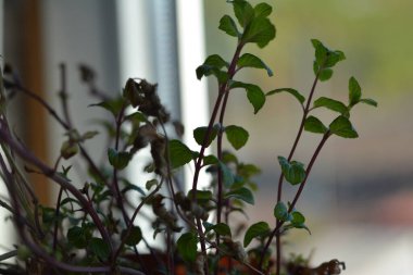 Naneli çarşafların makro fotoğrafçılığı