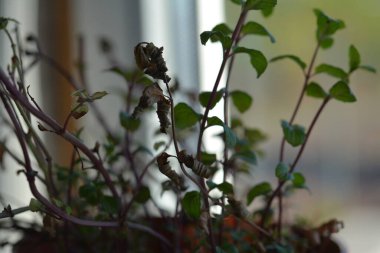 Naneli çarşafların makro fotoğrafçılığı