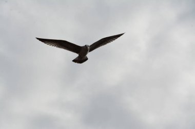 İstanbul, Antik Yunan 'dan 