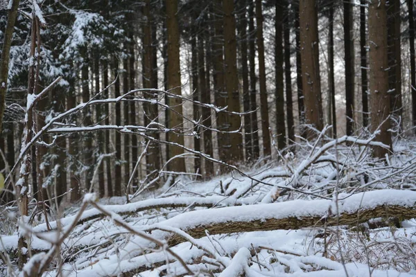 Kar ve ormanla kaplı kış manzarası