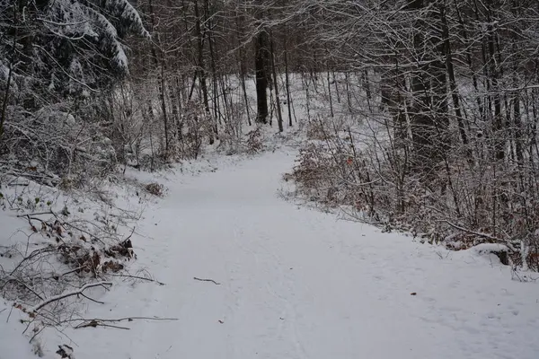Kar ve ormanla kaplı kış manzarası