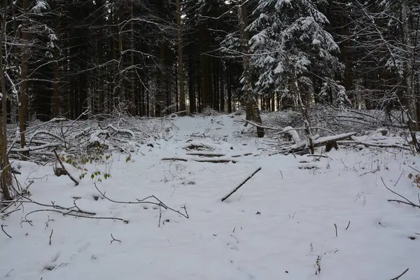 Kar ve ormanla kaplı kış manzarası
