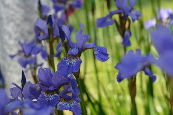 Almanya 'da çiçeklerin makro fotoğrafları