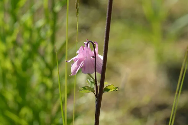 Almanya 'da çiçeklerin makro fotoğrafları