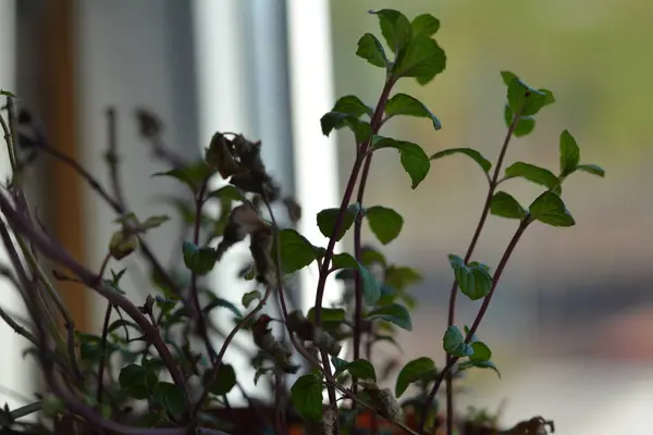 Naneli çarşafların makro fotoğrafçılığı