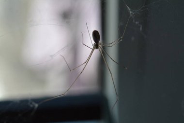 makro fotoğrafçılık örümcek