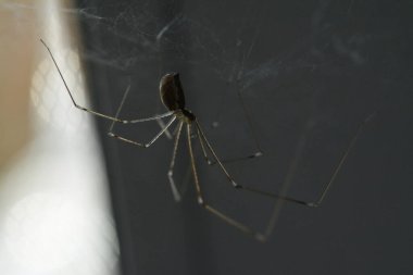 makro fotoğrafçılık örümcek