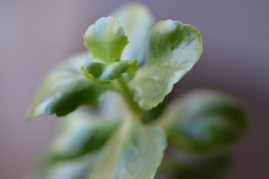 Mini çiçek çarşaflarının makro fotoğrafları