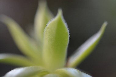 Mini çiçek çarşaflarının makro fotoğrafları