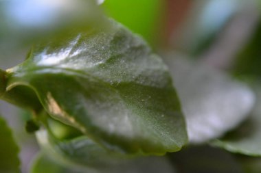 Mini çiçek çarşaflarının makro fotoğrafları