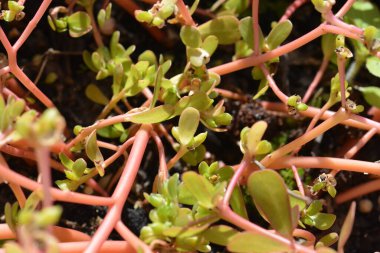 Mini çiçek çarşaflarının makro fotoğrafları