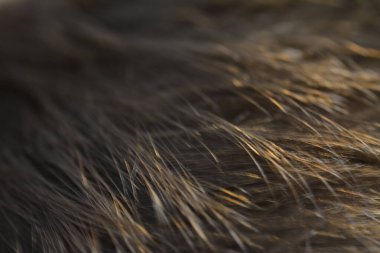 Saç makro fotoğrafçılığı