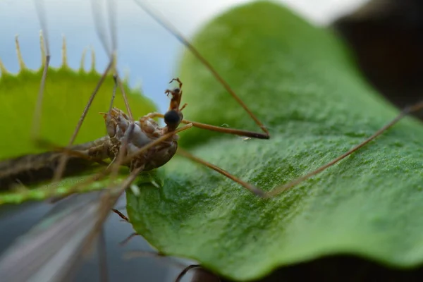 makro fotoğrafçılık örümcek