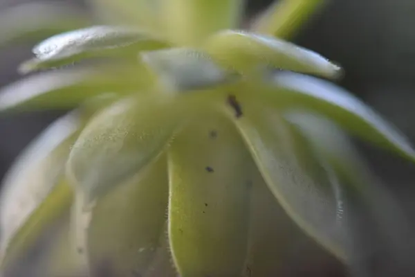 Mini çiçek çarşaflarının makro fotoğrafları