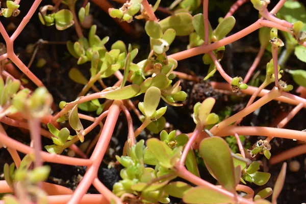 Mini çiçek çarşaflarının makro fotoğrafları