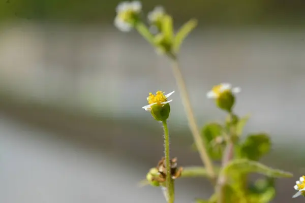 Macro photography of mini flowers sheets