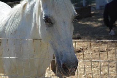 Bir atın makro fotoğrafı