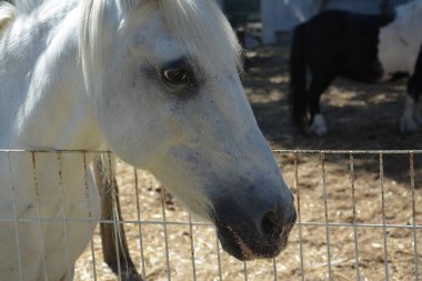 Bir atın makro fotoğrafı