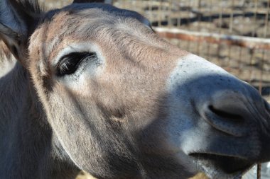 Gri eşeğin makro fotoğrafçılığı
