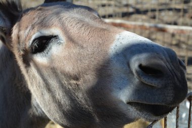 Gri eşeğin makro fotoğrafçılığı