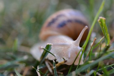 Bir salyangoz makro fotoğrafçılık
