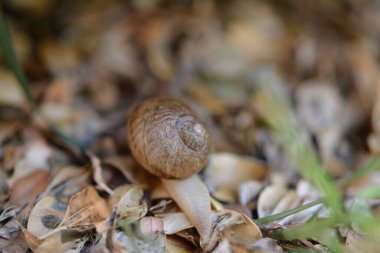Bir salyangoz makro fotoğrafçılık