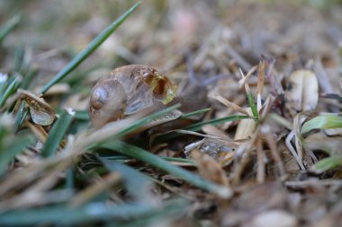Bir salyangoz makro fotoğrafçılık