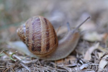 Bir salyangoz makro fotoğrafçılık