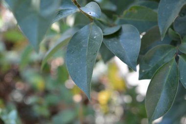 Sayfalar ve ağaçların Macr fotoğrafçılığı