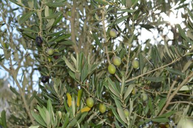 Sayfaların makro fotoğrafçılığı
