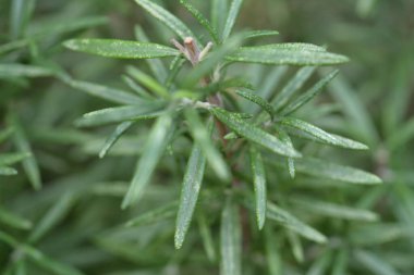 Çarşafların makro potorafisi