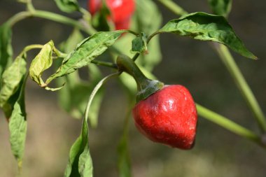 Kırmızı biberli makro potorafi.