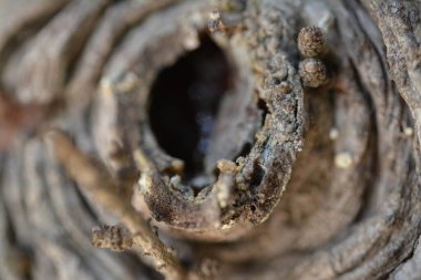 Ağaç kabuğunun makro fotoğrafı