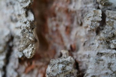 Ağaç kabuğunun makro fotoğrafı
