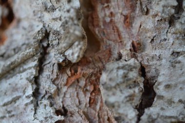 Ağaç kabuğunun makro fotoğrafı