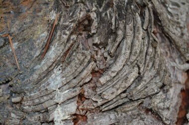 Ağaç kabuğunun makro fotoğrafı