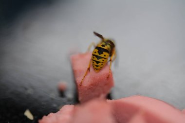 Arı yemenin makro fotoğrafı